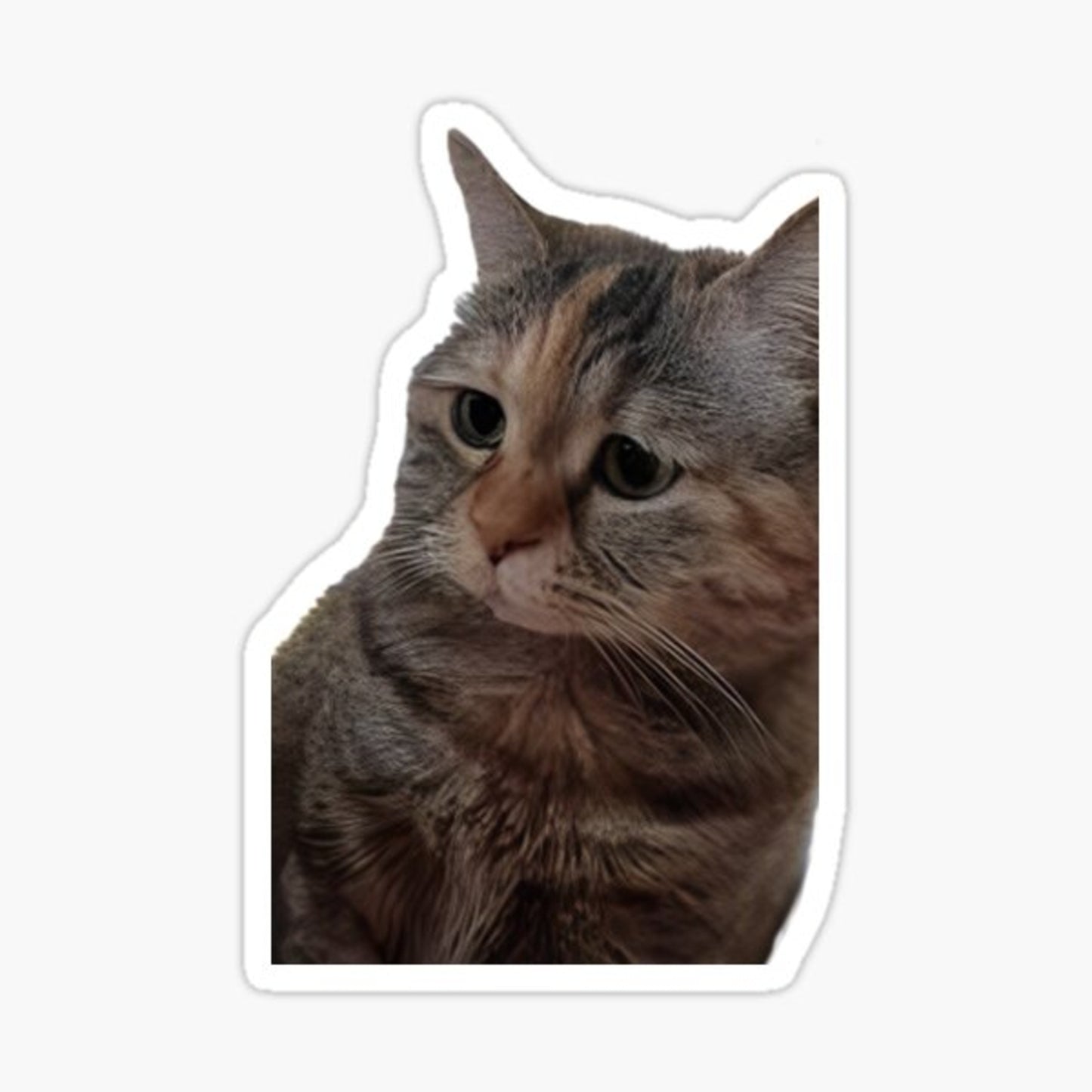 catto 1